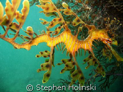Leafy Sea Dragon.  Was lucky enough to find one, took 40 ... by Stephen Holinski 
